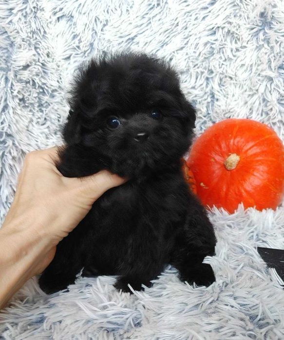 Містер Super пухнастик. Пом-а-пу преміального екстер'єру, добросердий