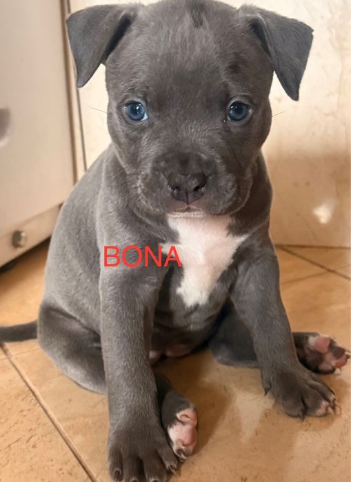 Amstaff błękitna suczka . Zapraszany do rezerwacji