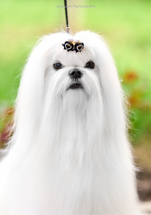 Дівчинка мальтезе Корея з документами КСУ