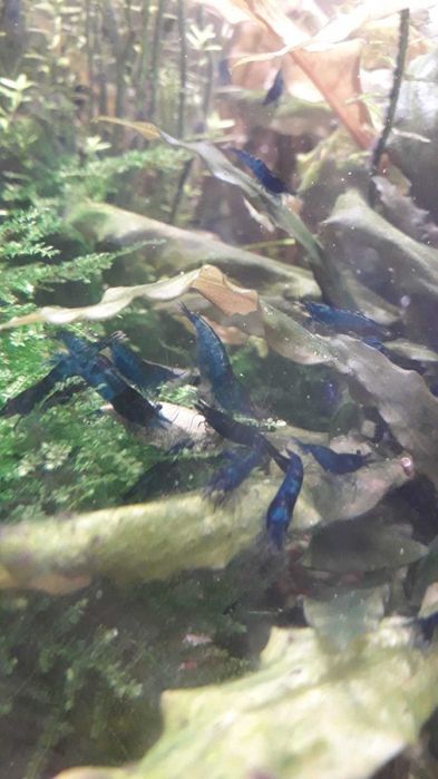 Krewetki Blue Velvet - ciemne - z własnej hodowli