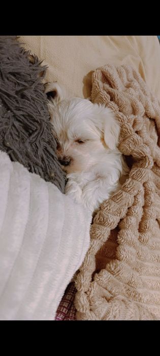 Piesek Maltańczyk z rodowodem