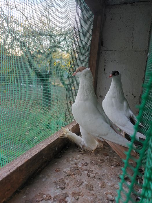 Krymka Polska mlode i stare lub wymienię na parę wiedenskich