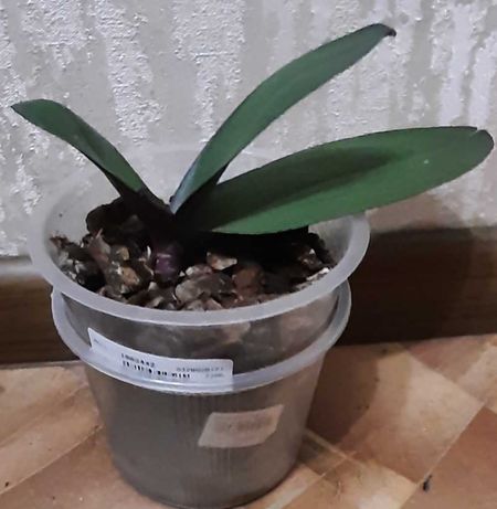 Орхидея цветок -комнатное растение Обмен