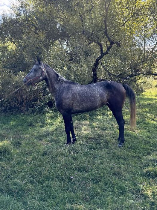 Продажа лошадей г Путивль