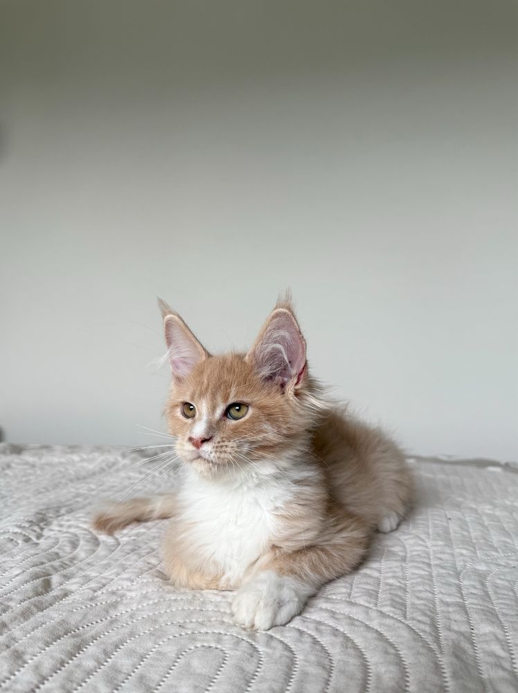Cudna kremowo biała koteczka Maine Coon
