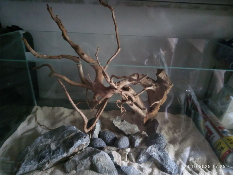 Korzeń dekoracyjny Red moor wood 667