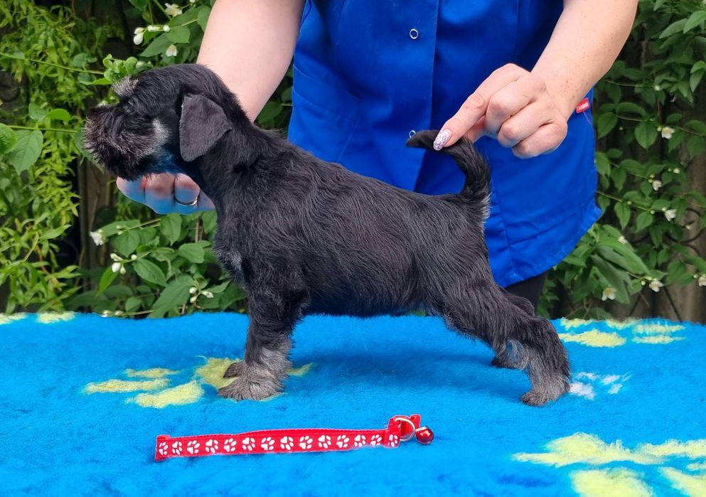 Цуценята цвергшнауцера