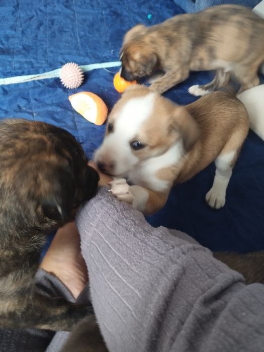 Cães bebés porte grande