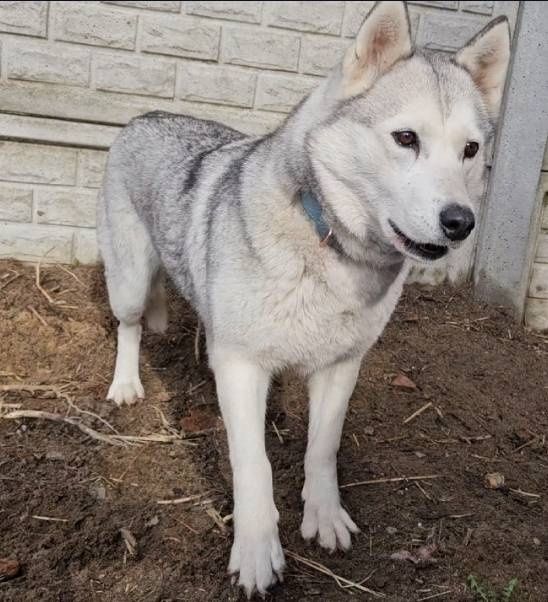 Suczka w typie HUSKY do adopcji