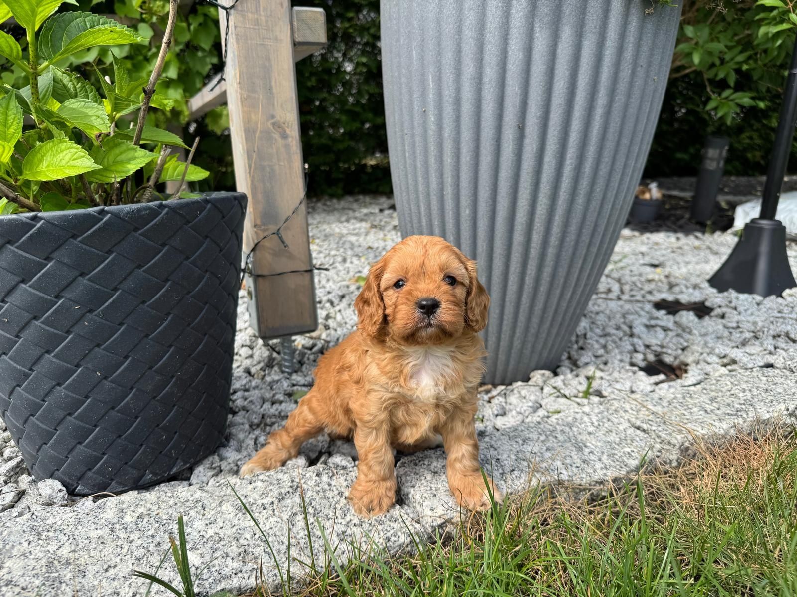cavapoo szczeniak gotowy do odbioru