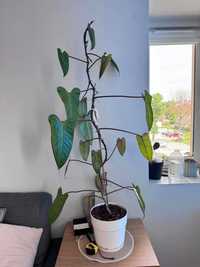 Philodendron Painted Lady 150 cm