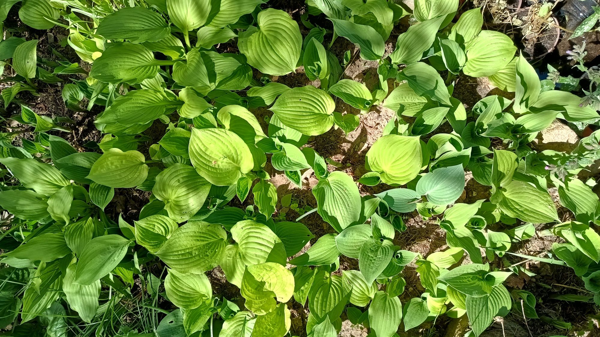 Hosta, Funkia, rośliny, byliny