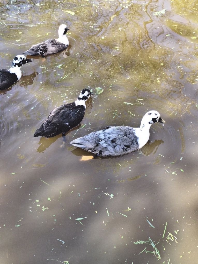 Call duck tegoroczne