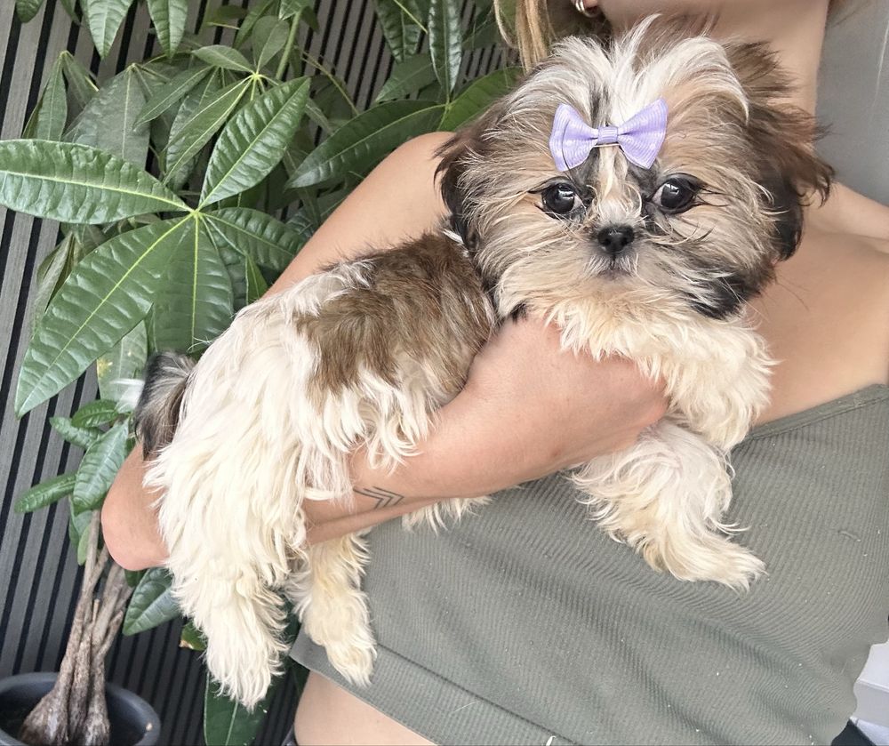 Shihtzu femea miniatura excelente