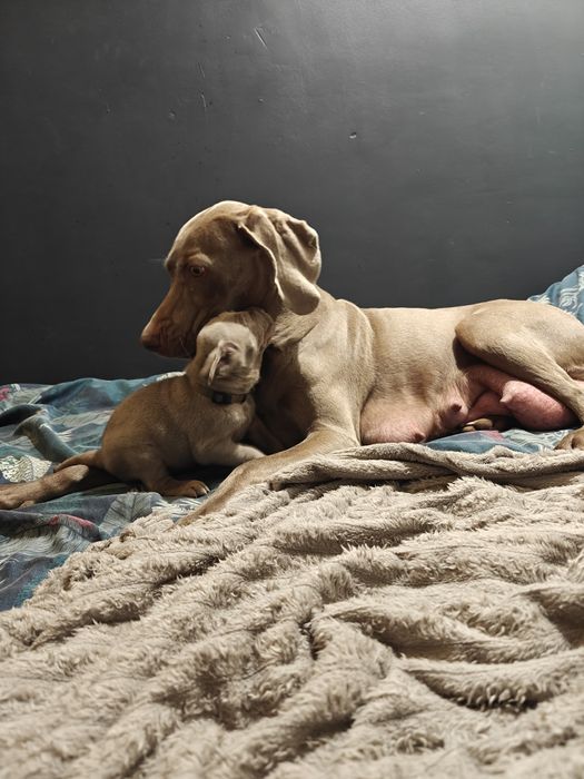 Szczeniak Wyżeł WEIMARSKI- Mikołajkowy odbiór