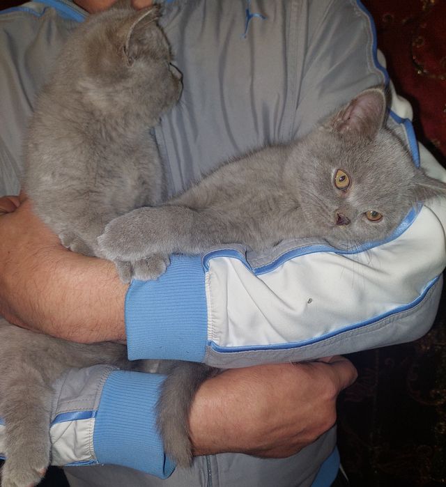 Шотландские прямоухие котята. Харьков!