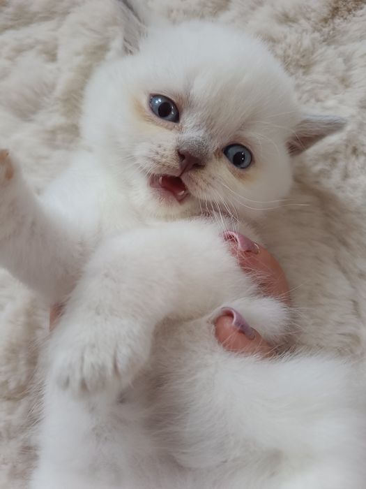 Brytyjski kocurek point