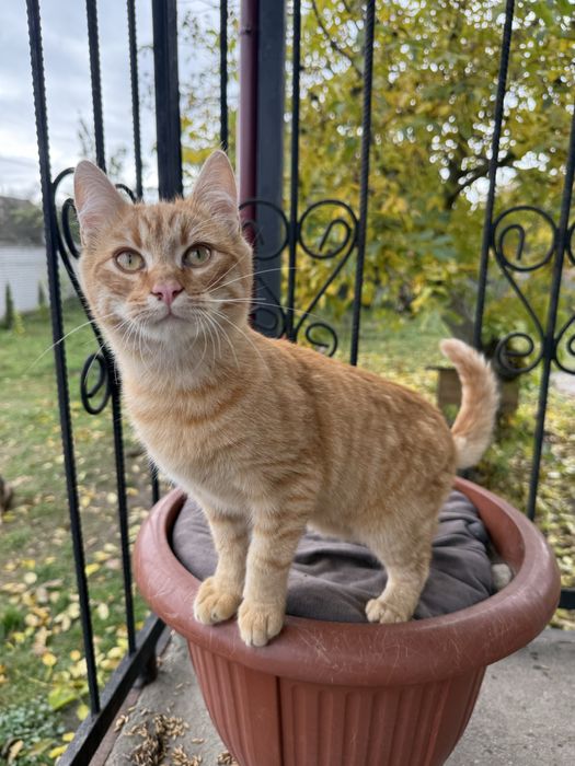 Кошенята шукають дім!