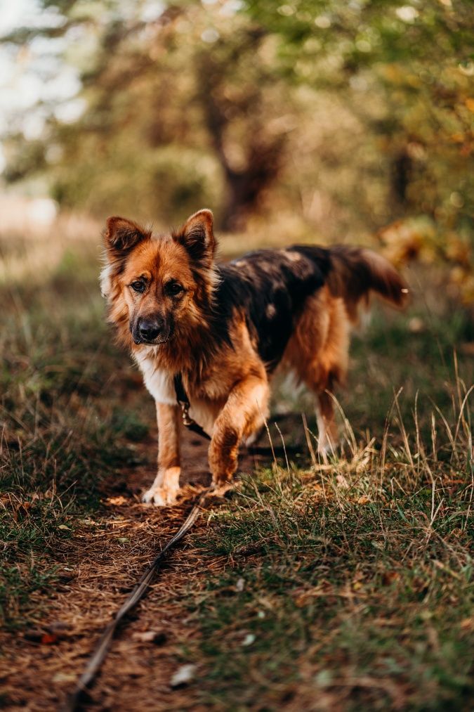 Ares poleca się do adopcji!