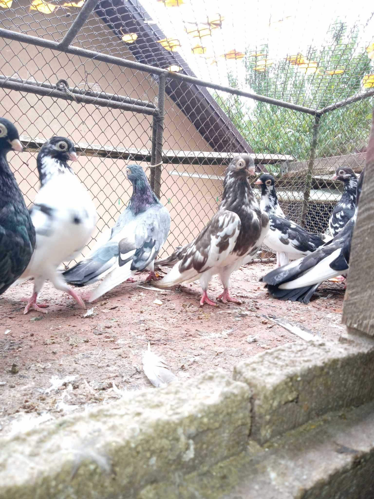 Gołębie Krase czarne/białe