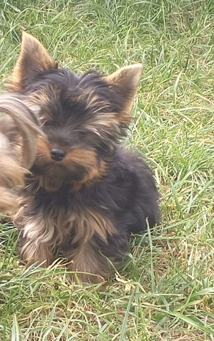 Yorkshire terrier piesek