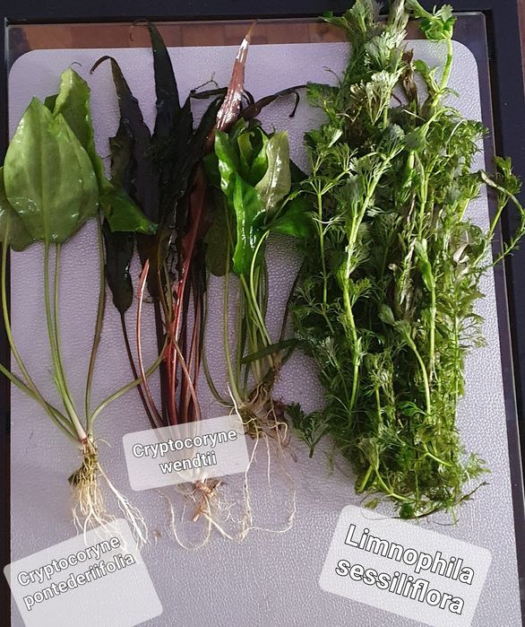 Rośliny akwariowe Limnophilia, Rotala, Bakopa, Kryptokoryny, Lotos