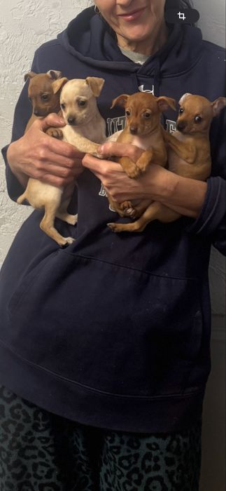 Щенки Той Терьера