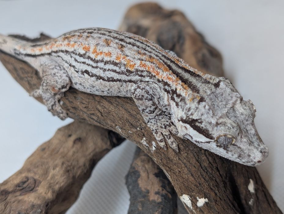 Gekon z Nowej Kaledonii samica