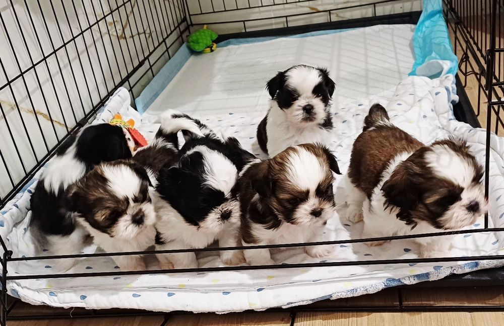 Szczeniaczki Shih Tzu