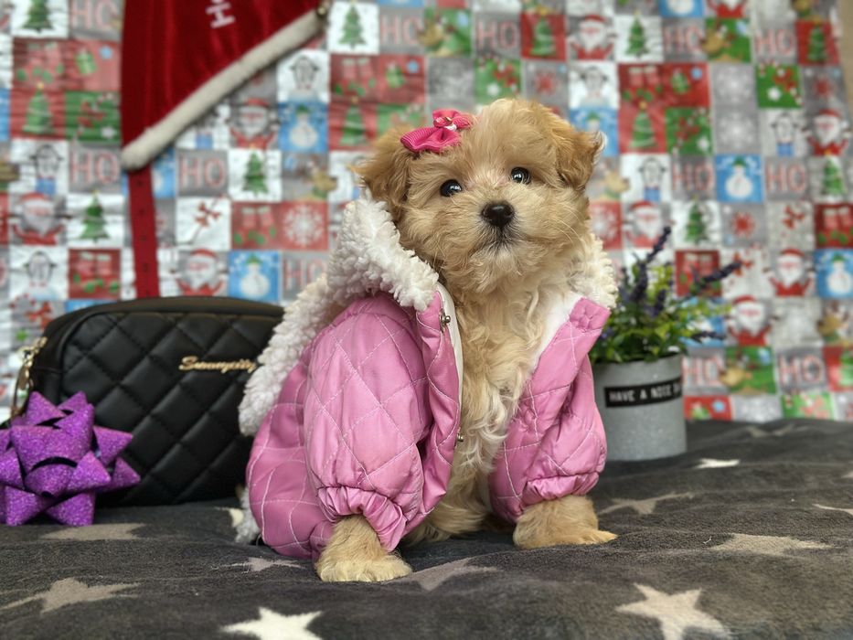 Милі та дуже ніжні мальтипу. Ф1. Цуценята класні вірні друзі