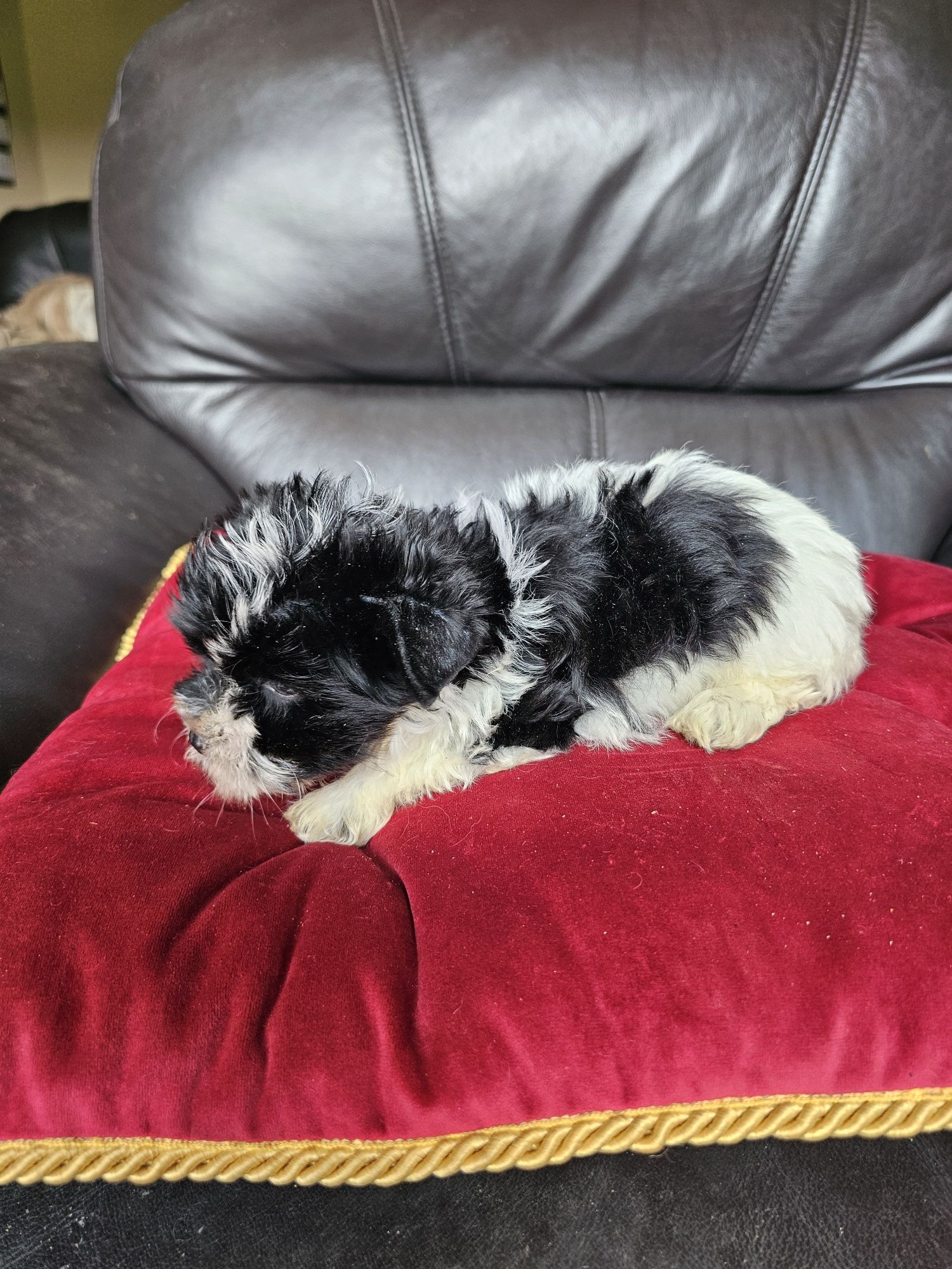 York terrier biewier piesek
