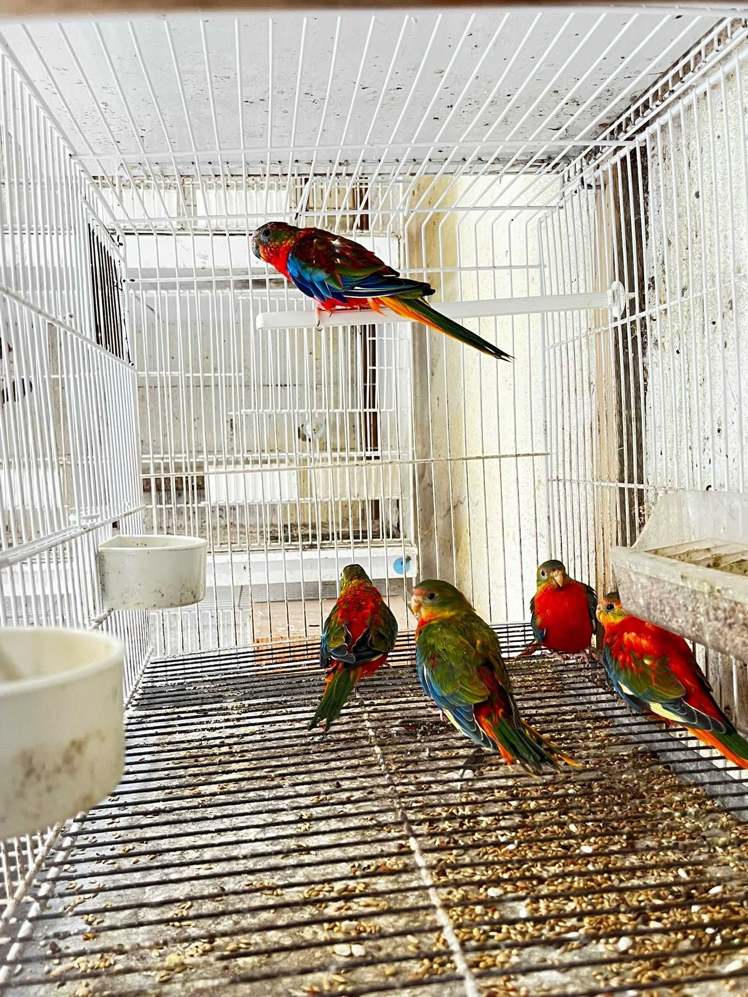 Turquoisines Opalinos e Selvagens