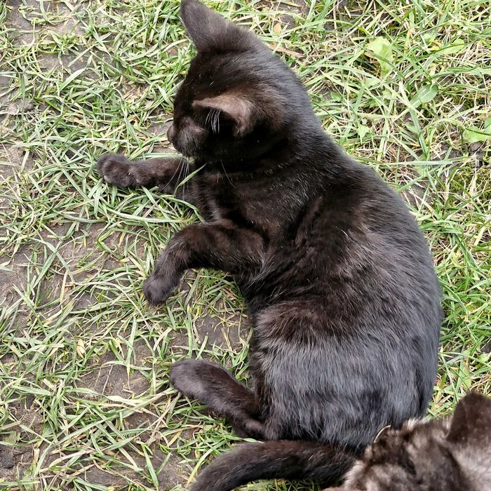 Три гарнющі котики.Дуже лагідні,та гарні