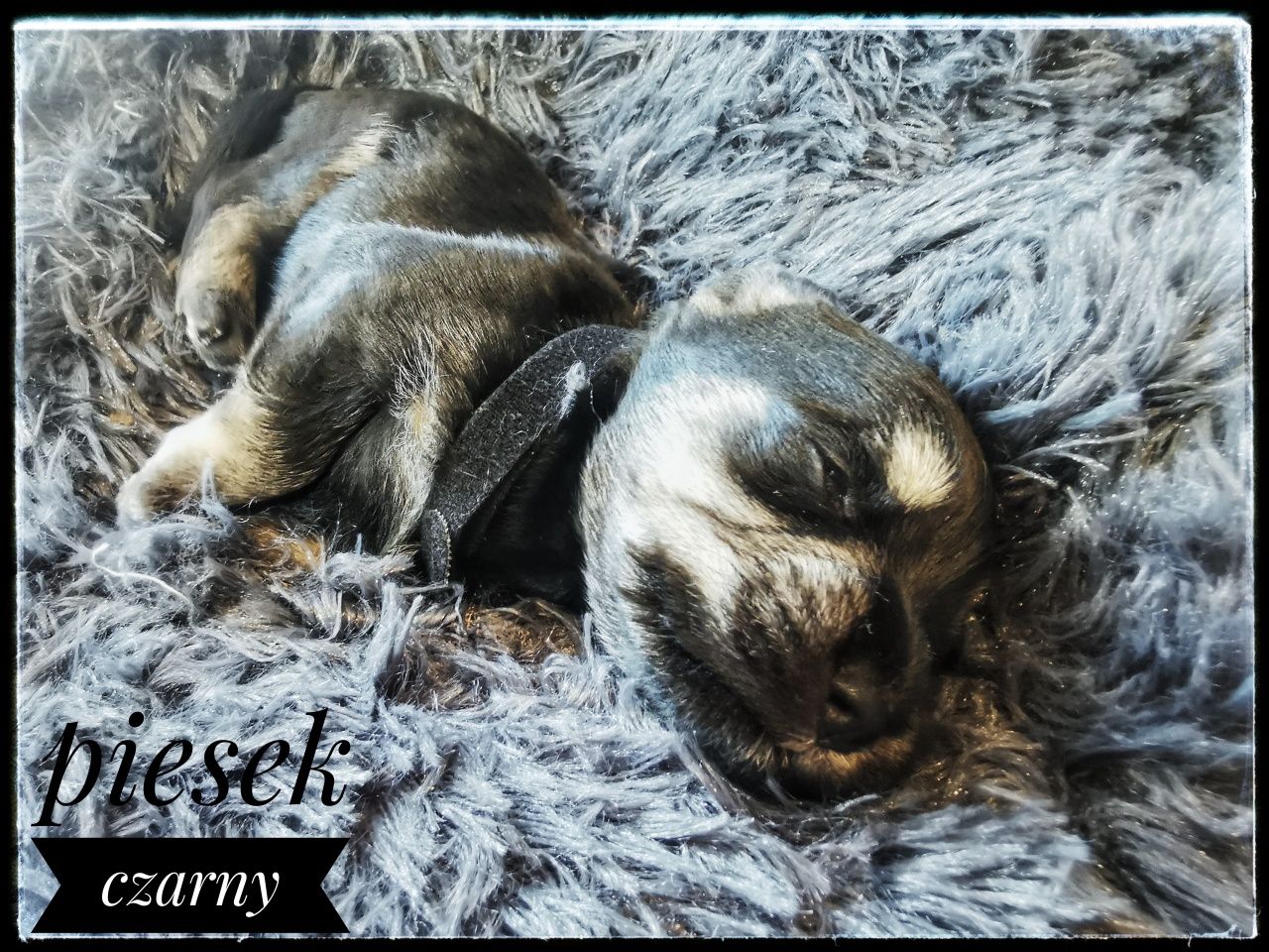 Sznaucer miniaturowy - piesek czarny podpalany