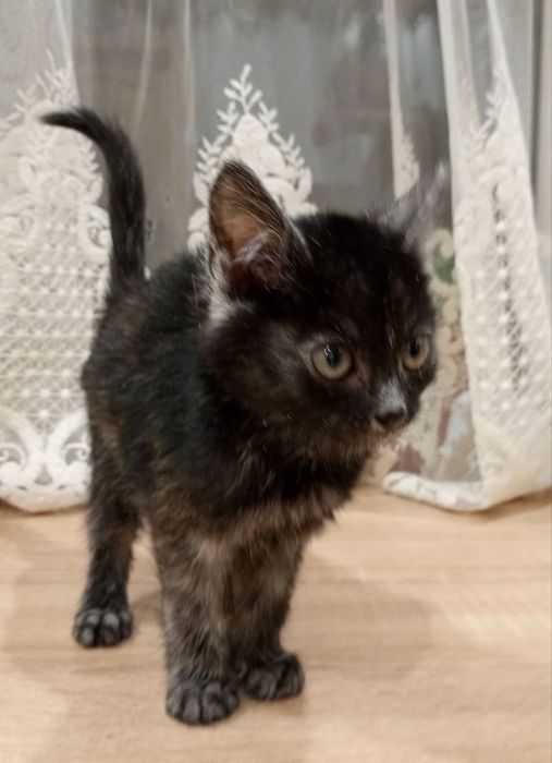 Кошеня киця 2 міс