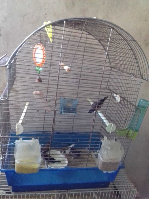 bengalins bichenove diamante golds gaiolas ninhos tudo para venda