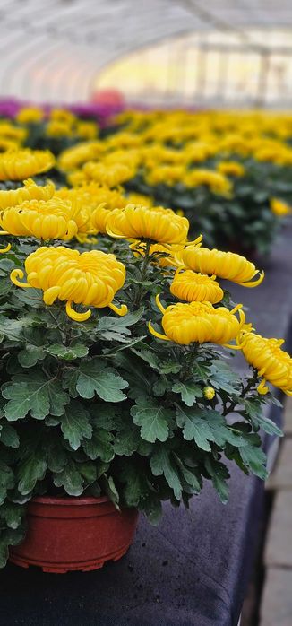 Chryzantemy Wielkokwiatowe - Doniczkowe