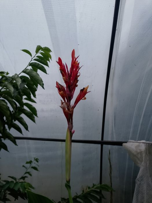 Canna kanna świeżo wykopana.