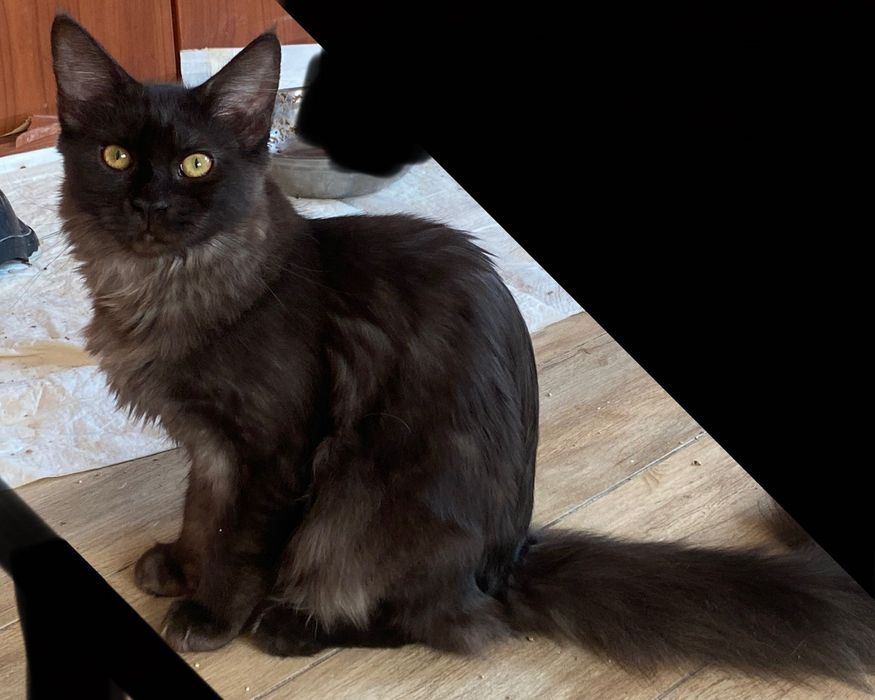 Sprzedam kotkę maine coon