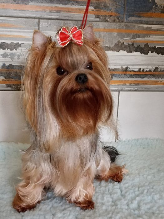 Йоркширські тер'єри родовід КСУ