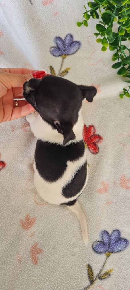Excecional Chihuahua/Chiuaua LinhagemRussa. Qualidad