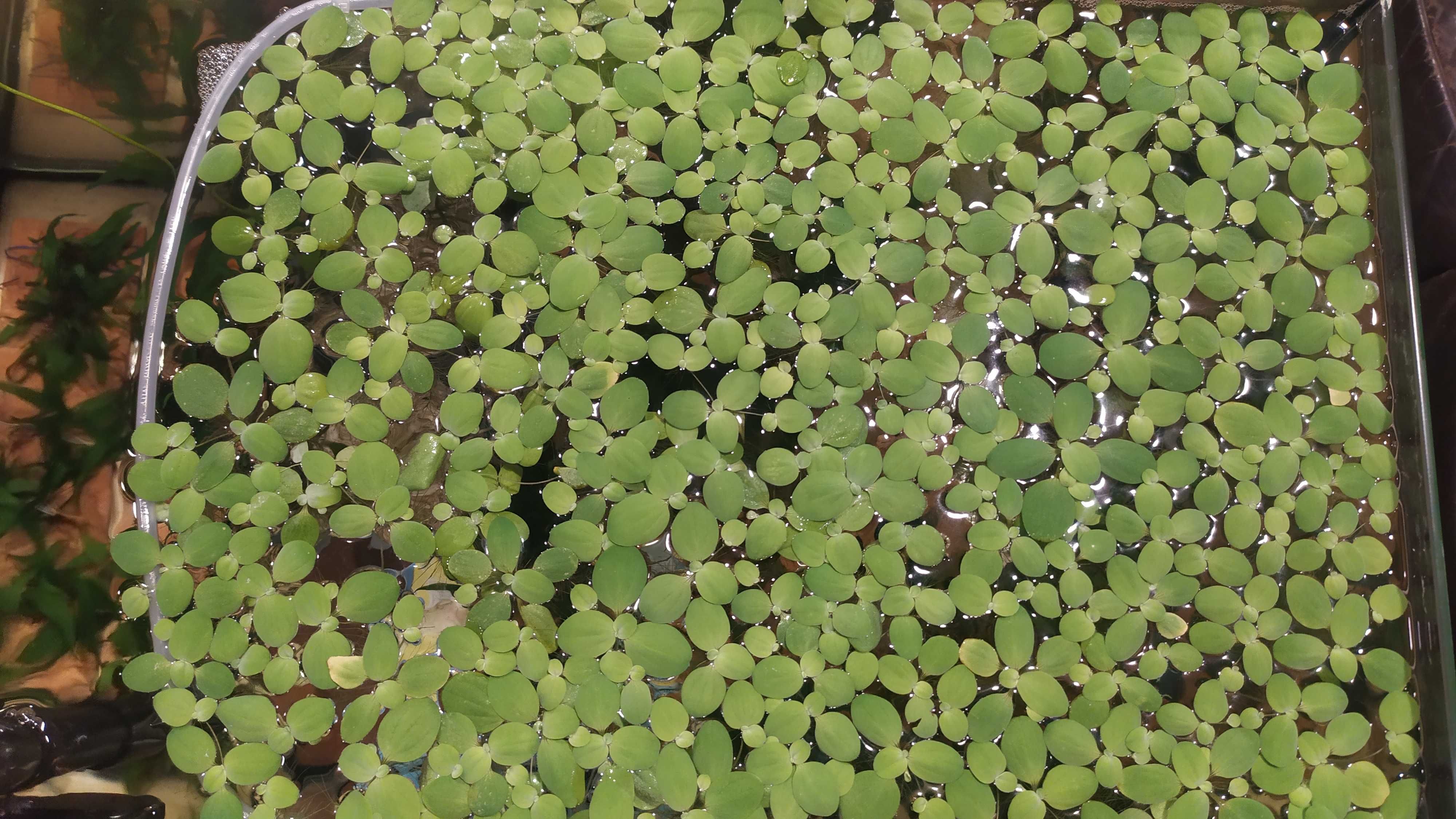 Pistia do akwarium z nadwyżki