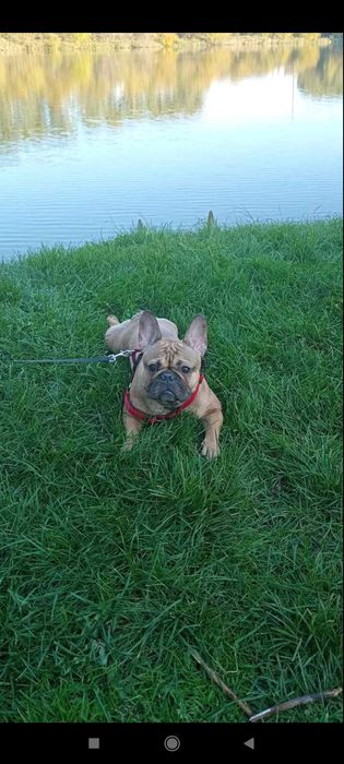 Французькі бульдожки