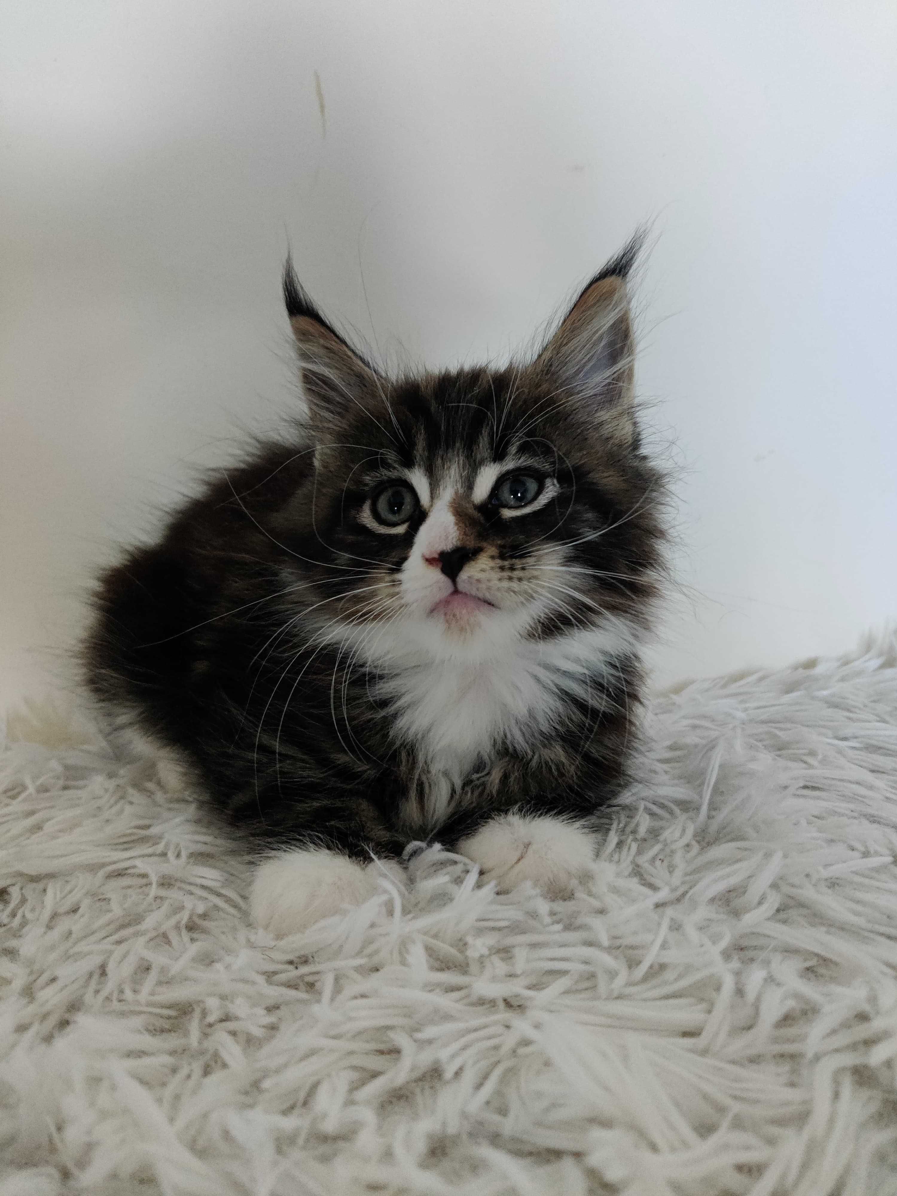 Maine Coon /FPL / kocurek