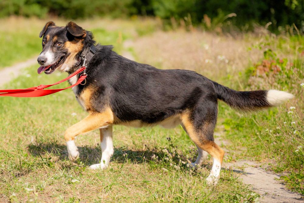 Balto szuka domu