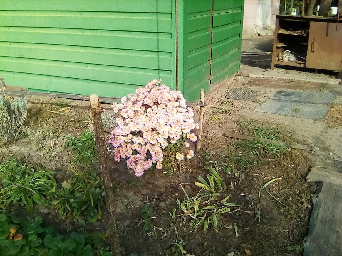хризантема кущова