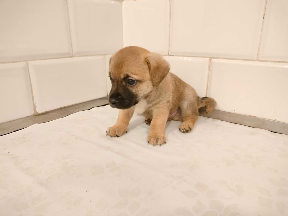 pieski szczeniaki oddam