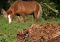 Estrume/organico de cavalo