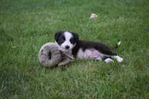 Border collie szczenię - piesek