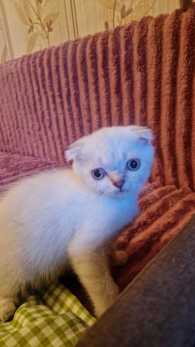 Британцы (котята)